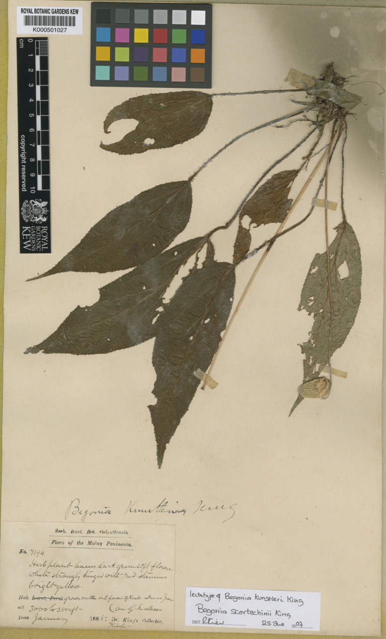 B. scortechinii